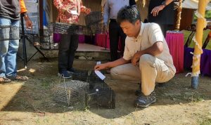 Lancur Susanto saat berantas populasi tikus.