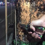 Paku di pohon tengah kota Pacitan