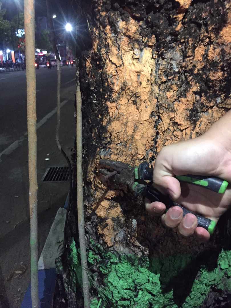 Paku di pohon tengah kota Pacitan