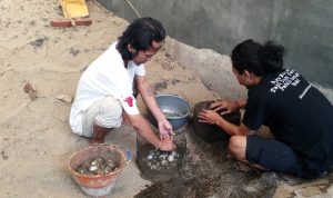 Relawan sahabat penyu Pacitan saat mengevakusi ketempat aman